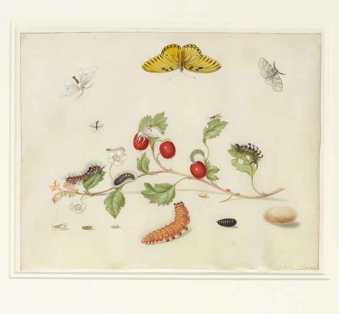 M.S. Merian insecten en tak van meidoorn aquarel op perkament
